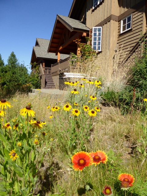 1 Wildflowers at Rear of the Cabin